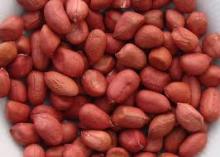 High Quality Red skin peanut ,peanuts