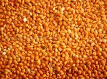 Yellow White Broom Corn Millet