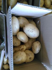 Fresh Potato