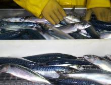 Mackerel (scomber scombrus)