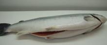 Frozen/ Fresh   Atlantic   Salmon (salmo salar)