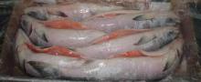 Alantic Salmon Fillets(Superior Quality)