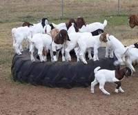 Boer Goats,Holstein Heifers,Cows,Sheep