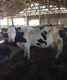 Holstein heifer