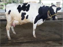 Dairy Holstein heifer cow