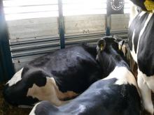 Pregnant Holstein heifers at good price