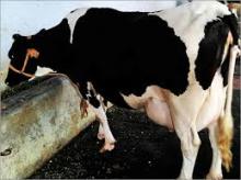  Dairy  Holstein heifer  cow  with high Yield
