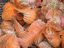 Moreton bay bugs