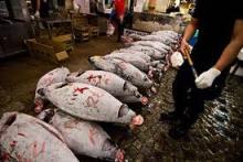 Bluefin tuna