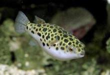 Puffer Fish