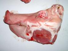 Frozen  Pork   Half  Heads for sale