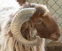 Live Awassi Sheep and Lambs
