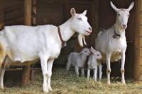 Healthy Saanen Goats