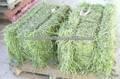 Quality Alfafa Hay for Animal Feeding Stuff Alfalfa / Alfalfa Hay / Alfalfa Hay F