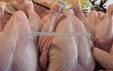 Buy Quality Grade A halal whole frozen chicken