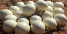 Quality Fertile Ostrich Eggs