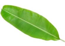 Banana  leaf 