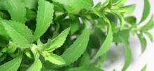  Stevia   leaf 