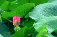  Lotus   leaf 