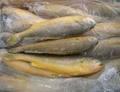 Frozen Yellow  Croaker  Fish