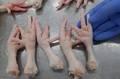 50% offer Halal Certified Frozen Chicken Feet
