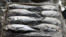 WR Skipjack Tuna, Frozen Horse Makerel and Bonito Fish