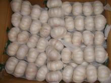 Pure white garlic
