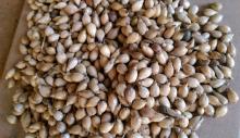 coix seed Coix lacryma-jobi Yi Yi Ren