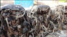 wet salted cow hides