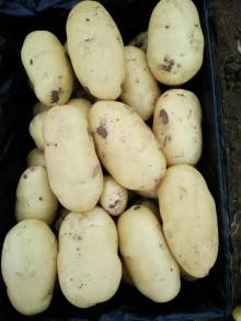  new   crop   fresh   potatoes 