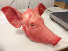 Pork whole head