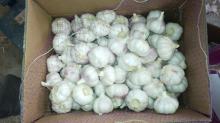 Chinese garlic from Good Farmer normal white garlic in 10kg carton