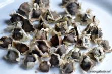  Moringa   Oleifera   Seeds 