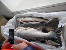 Premium Quality  Atlantic  Frozen Salmon from Chile HON; HG; Filet