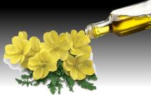  Evening   primrose  oil