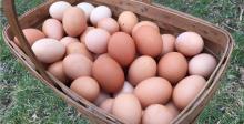 White/Brown Fresh Chicken Eggs