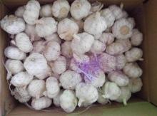 Fresh  Jinxiang   White   Garlic 