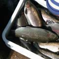 Fresh and Frozen  Trout 