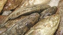  Grouper   Fish 