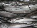 Fresh  Hake  Whole  Fish /  Frozen   Hake   Fish  Fillet  Hake 