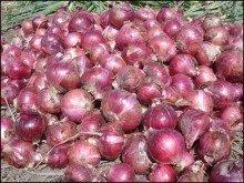 fresh red onion