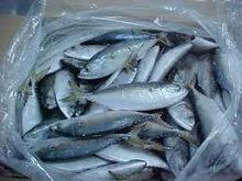 Norway A horse mackerel
