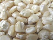 NON GMO WHITE MAIZE/CORN available from Kenya