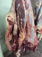 Quality Halal Frozen Boneless Beef Meat,Buffalo Meat,Lamb Meat