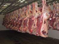 Premium Quality Halal Frozen Boneless Beef/Buffalo Meat