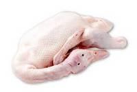  Whole sale Halal  Whole   Duck  Meat Prices