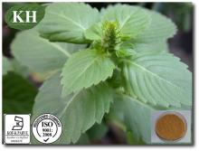 Holy Basil Extract