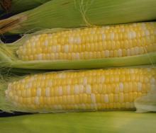 Best High Quality White and Yellow Corn/Maize for sale
