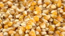 High quality Maize Dried Corn