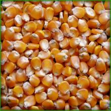 YELLOW MAIZE / YELLOW CORN FOR ANIMAL FEED